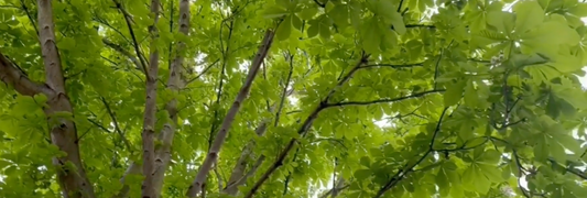 The rewilding project springs into action